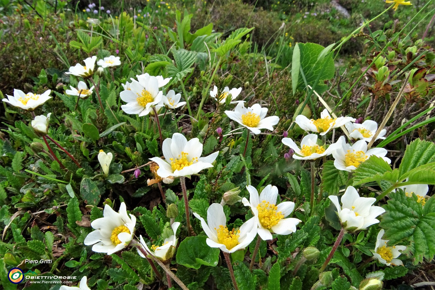 28 Estese fioriture di camedrio alpino (Dryas octopetala).JPG